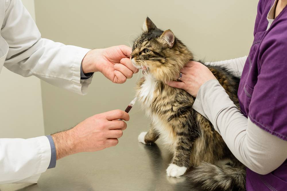 Панкреатит у кошек: симптомы и лечение в домашних условиях