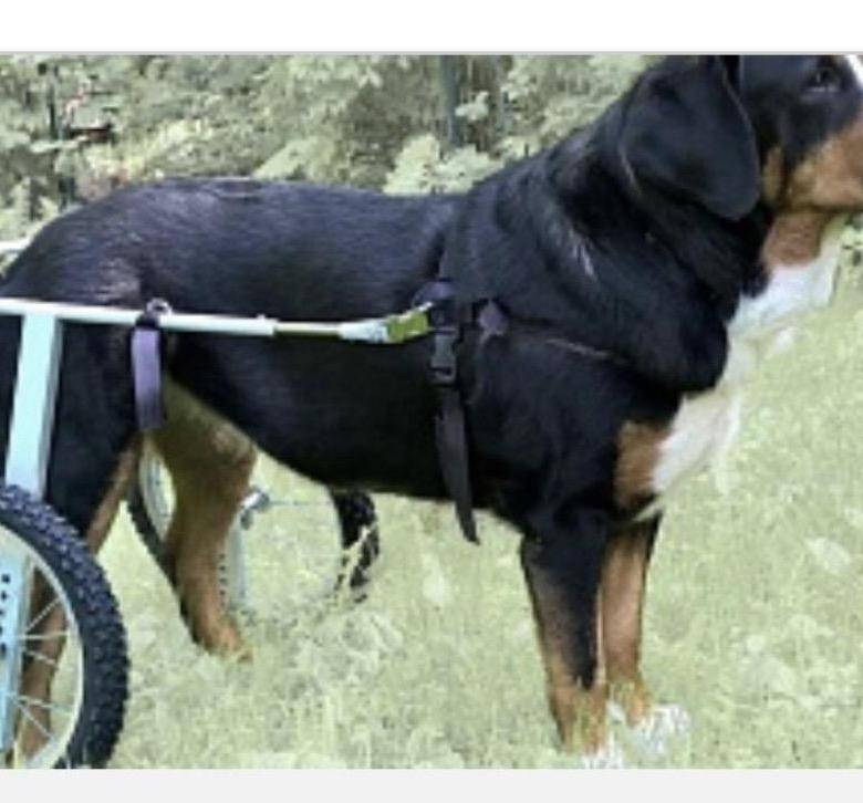 Инвалидная коляска для собаки