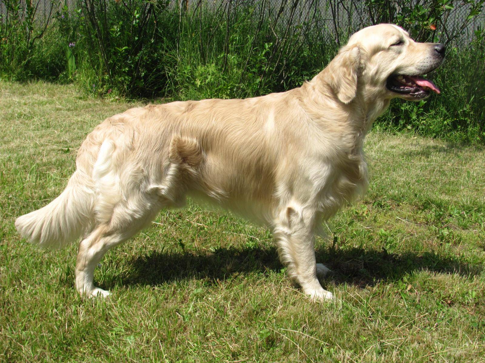 Семейная собака – золотистый (голден) ретривер