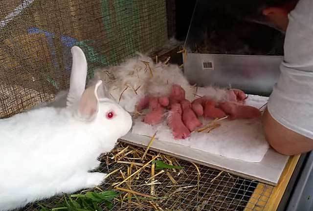 Сколько раз в сутки крольчихи кормят новорожденных крольчат: как часто