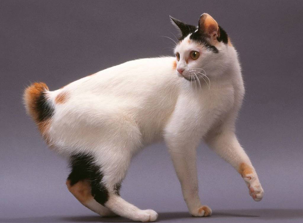 Японский бобтейл - фото породы, цена котенка, описание стандарта и характера