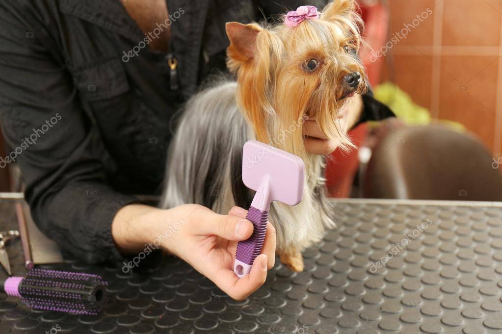 Как называется парикмахер для собак: профессия