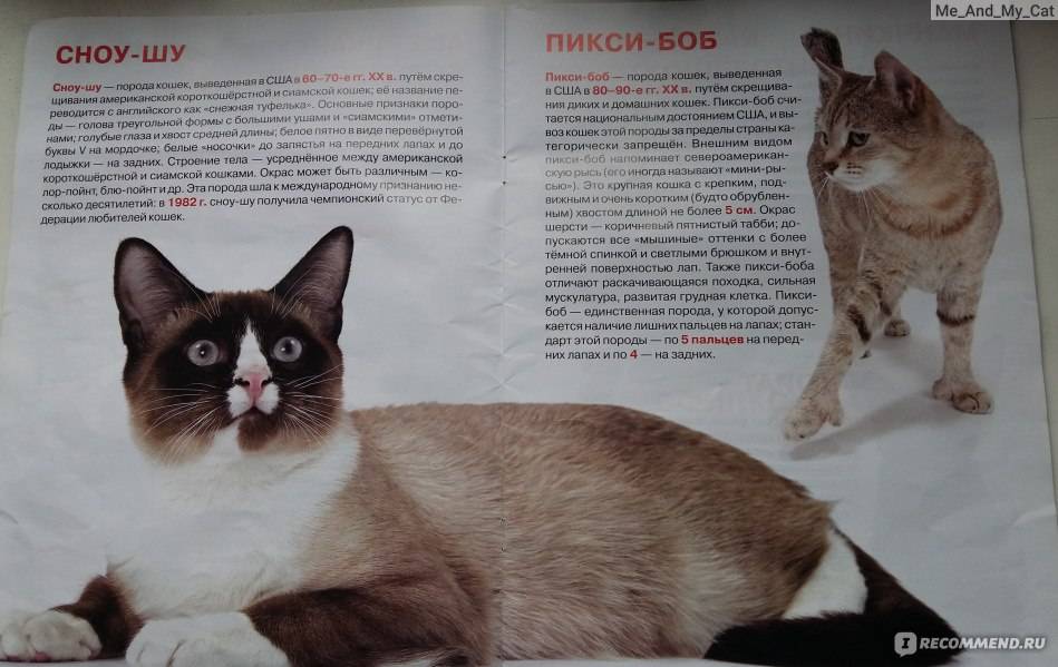 Самые спокойные породы кошек: описание послушных котов для квартиры. как выбрать кошку?