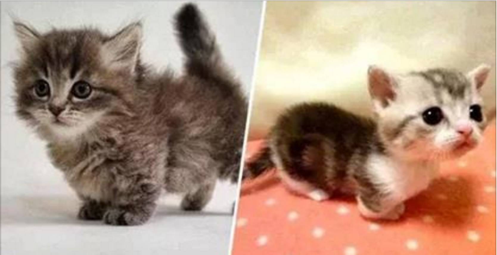 Самые маленькие кошки в мире