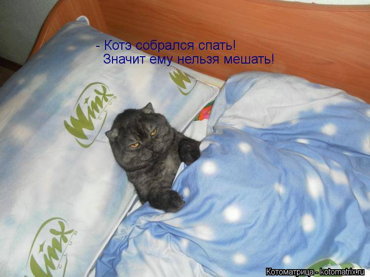 Как приучить кота спать ночами и в утренние часы? | блог ветклиники "беланта"