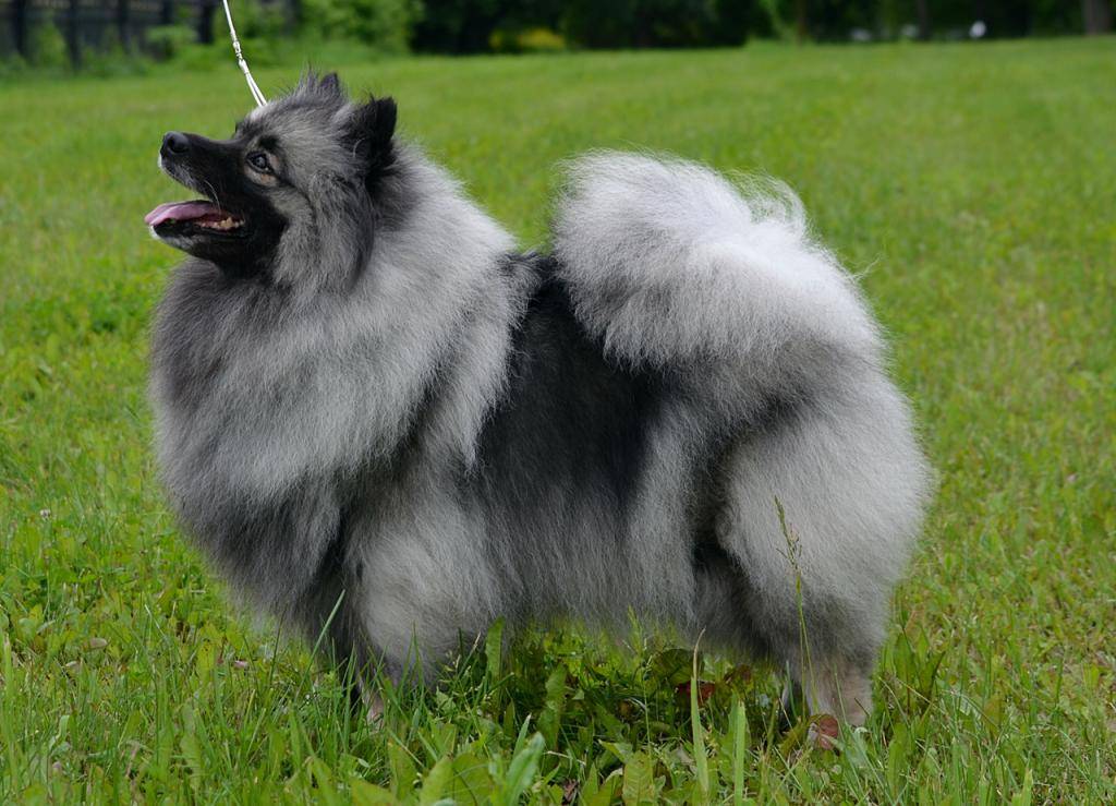 Кеесхонд (вольфшпиц) — описание породы и характер собаки
