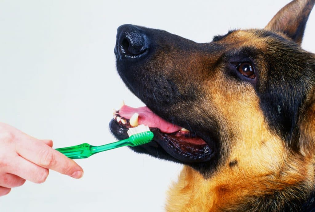 Чистка зубов собаке – выбор подходящего средства, правила чистки, особенности ультразвуковой процедуры