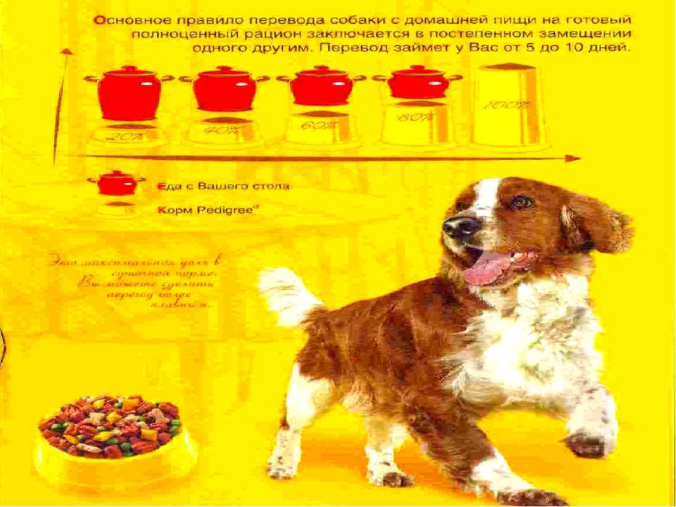Перевод щенка на сухой корм: правила и рекомендации