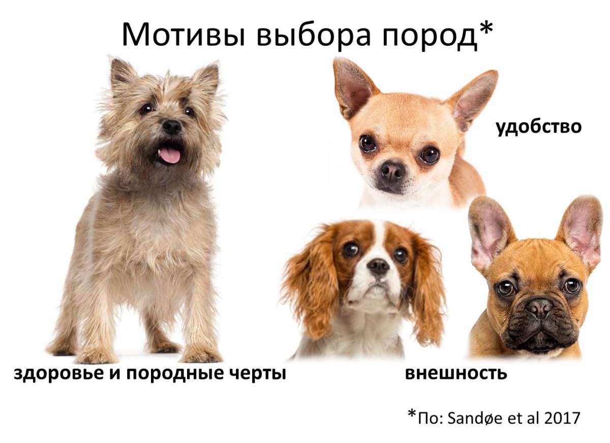 Как узнать породу собаки по внешнему виду щенка