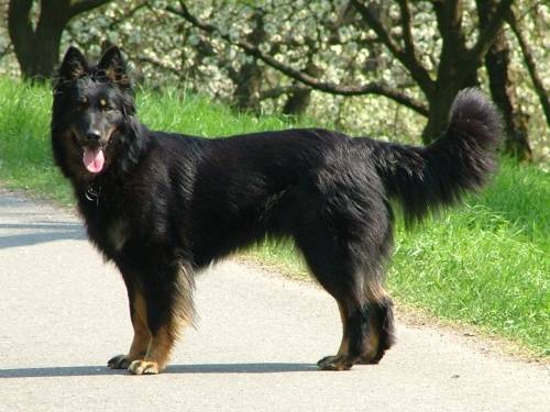 Богемская овчарка: описание породы ходской собаки, уход