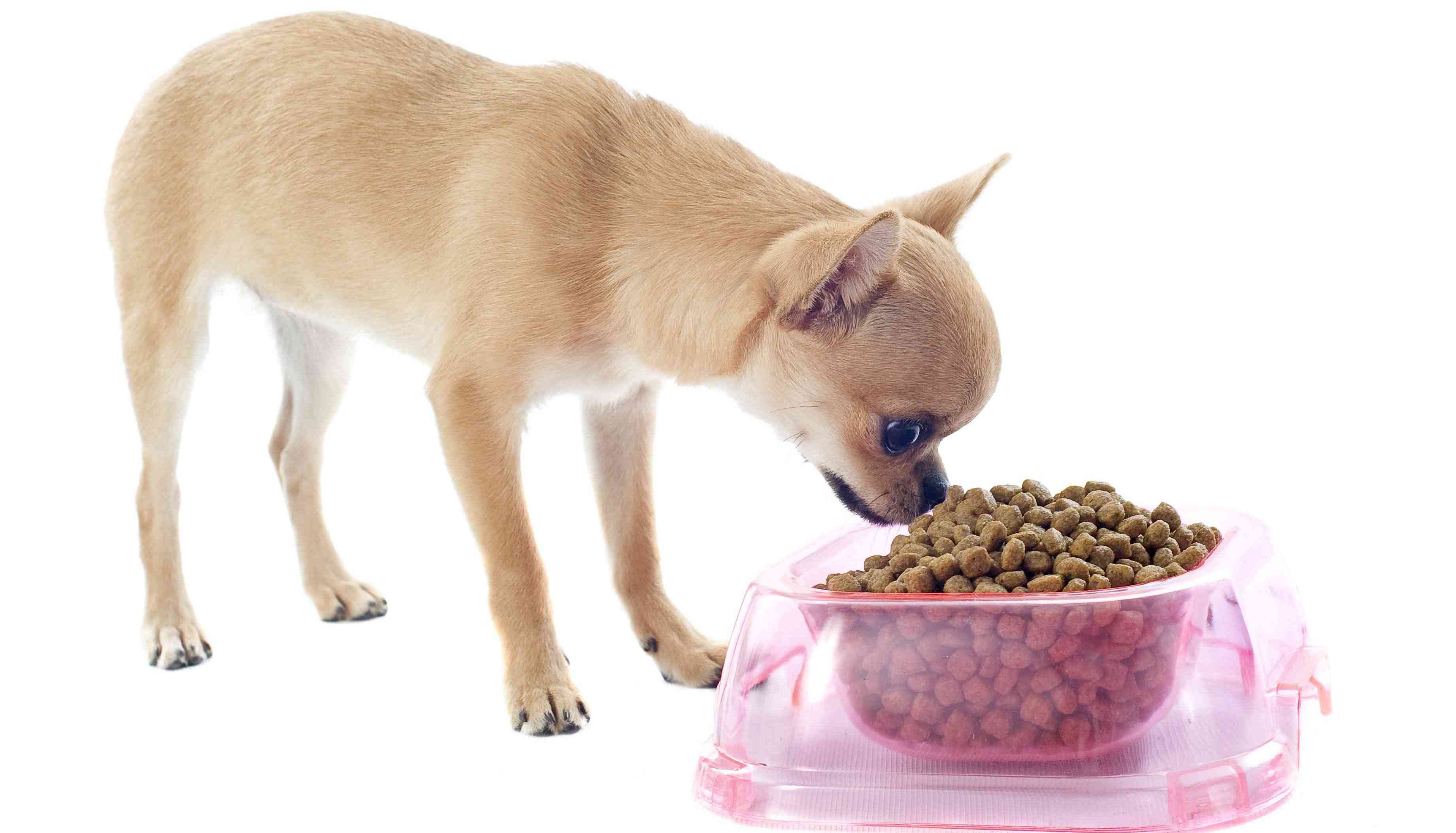 Питание йоркширских терьеров: еда для взрослых собак и щенков