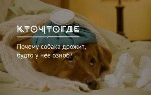 Собака дрожит и трясется - причины и что делать?