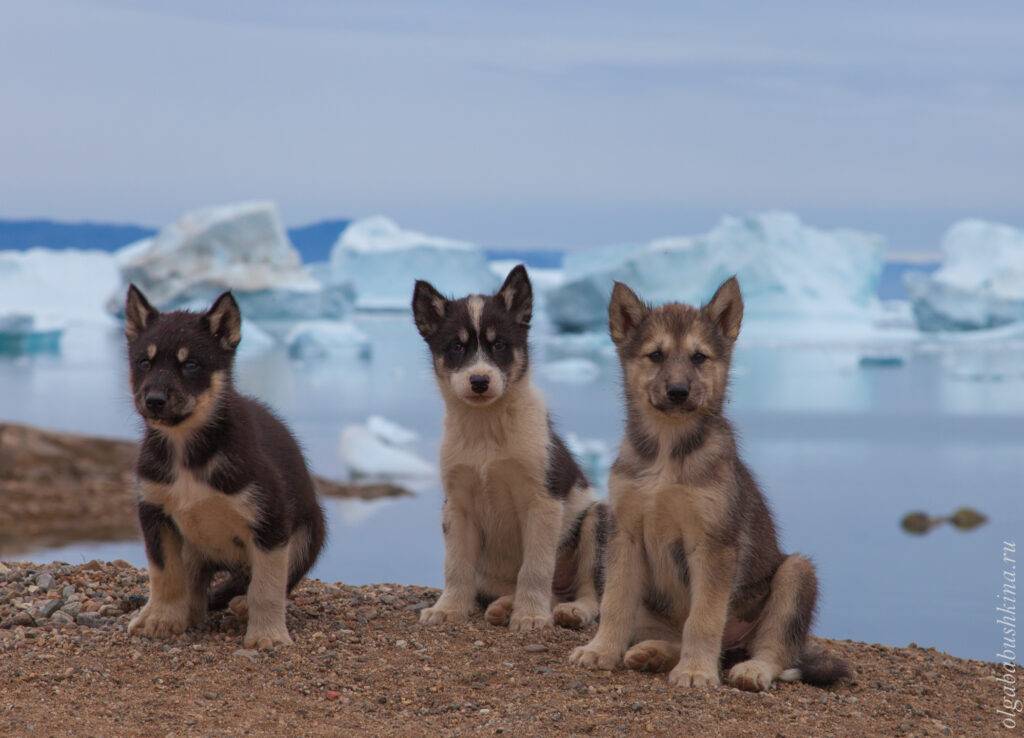 Гренландская собака (гренландсхунд): фото, купить, видео, цена, содержание дома