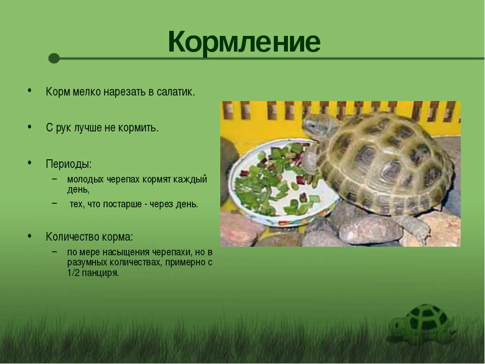 Чем кормить среднеазиатскую черепаху?