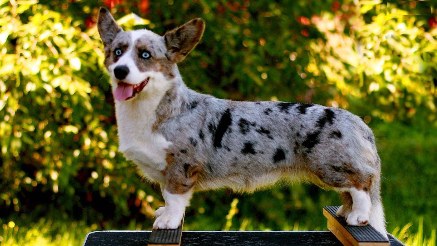 Породы собак с короткими лапами – обзор с фото и названиями