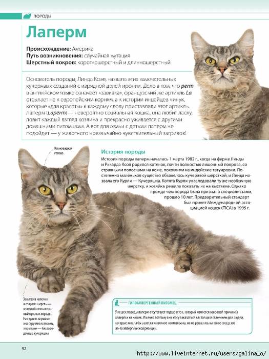 Норвежская лесная кошка: описание породы, характер, 30 фото, цена