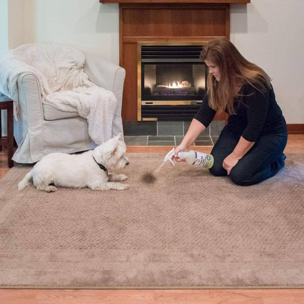 Топ 20 средств и методов, как в домашних условиях убрать запах собачьей мочи