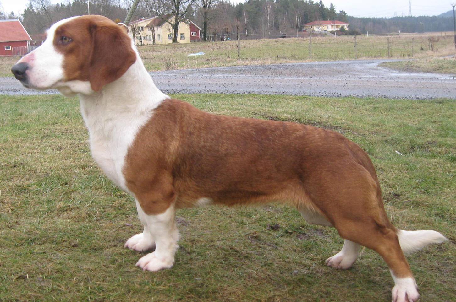 Древер (шведский таксообразный бракк): обзор породы собак с фото и видео