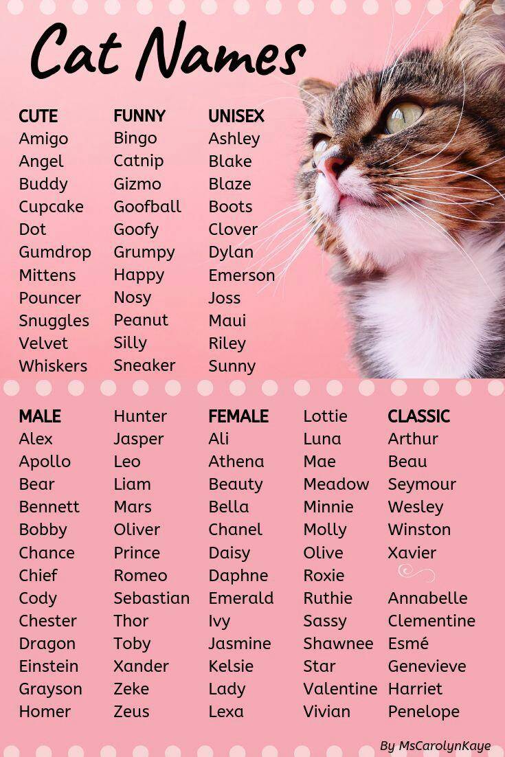 Имена (клички) для кошек девочек | редкие, красивые, легкие, как назвать