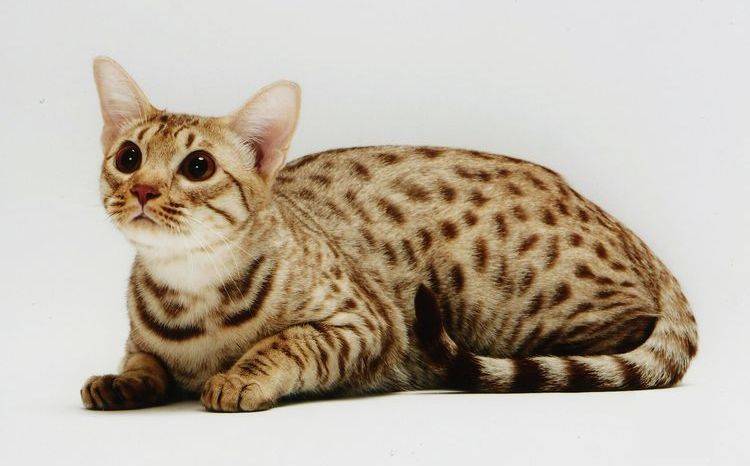 Полосатые коты (30 фото): породы серых, коричневых и полосато-пятнистых кошек с названиями, отличия обычных и породистых котят в полоску