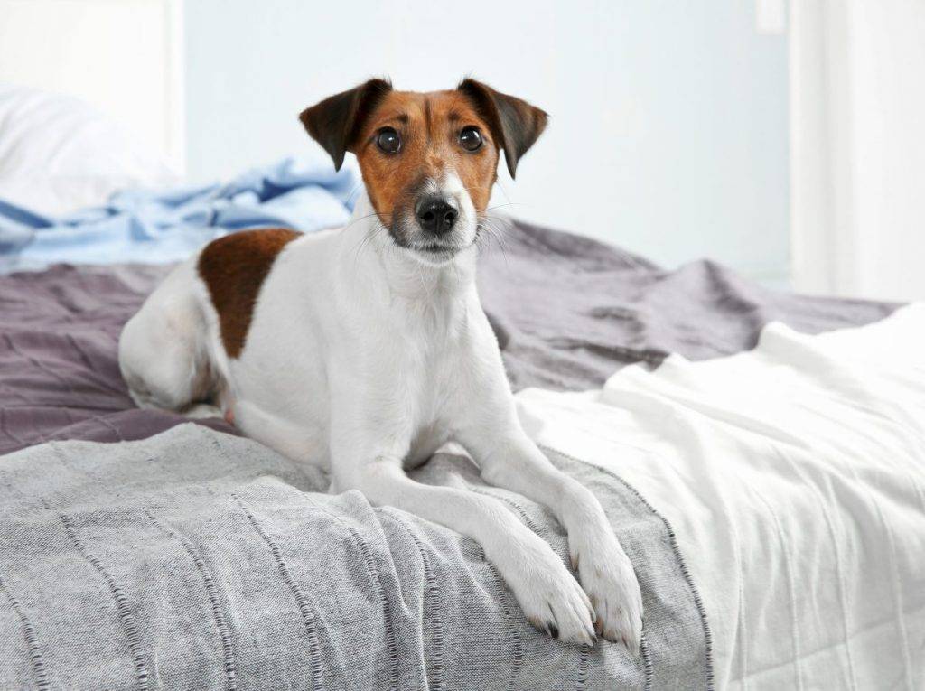 Как отучить собаку спать на кровати с хозяином, лазить на диван – методы