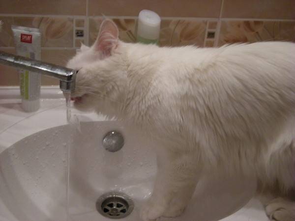 Котёнок не пьёт воду: чем это опасно