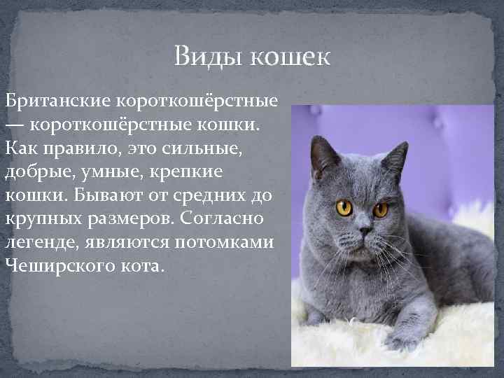 Яванская кошка (яванез): описание внешности и характера, уход за питомцем и его содержание, выбор котёнка, отзывы владельцев, фото кота