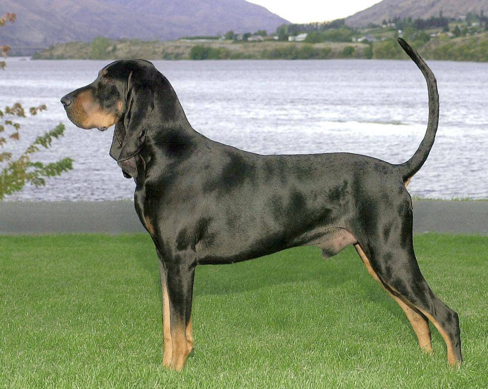 Черно-подпалый кунхаунд (енотовая собака): внешний вид, характер, содержание, здоровье (+ фото)