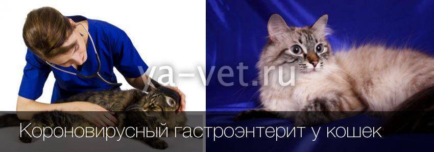Коронавирусный гастроэнтерит у кошек: симптомы и лечение | причины