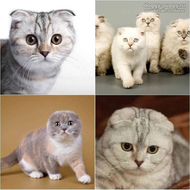 Вислоухий британец – описание породы и характер кота