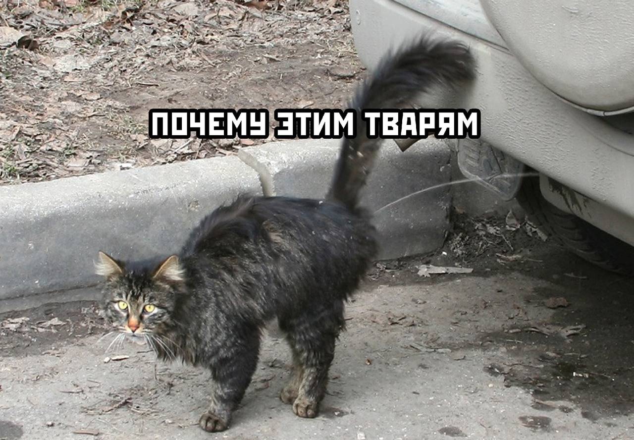 Если у кота пахнет изо рта