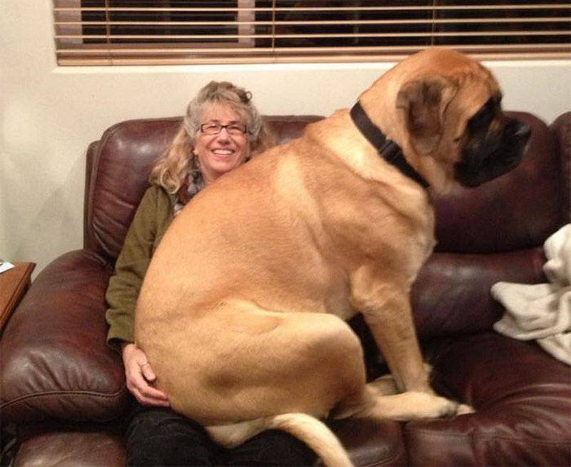 Самая тяжелая собака в мире: описание с фото, вес, порода