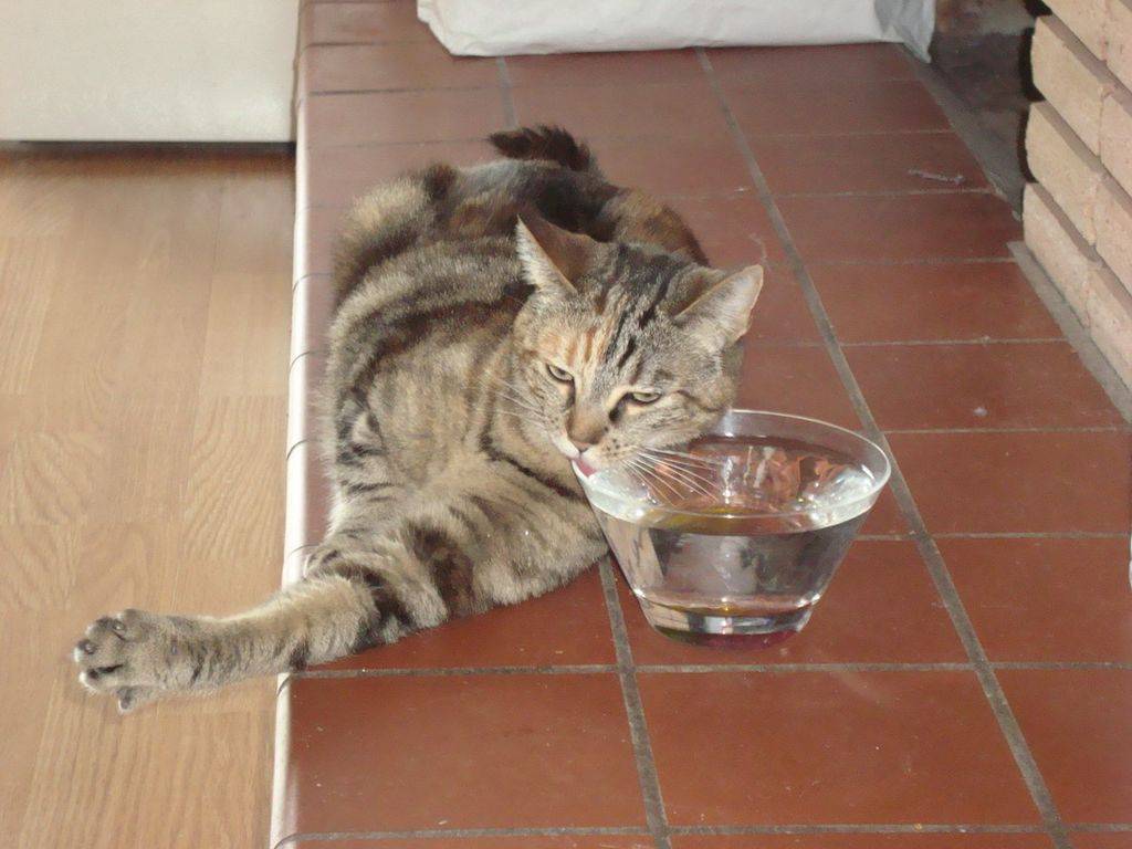 Сколько времени кошка может прожить без еды и воды?