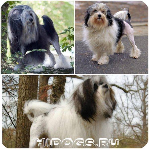 Мальтипу собака. описание, особенности, уход и цена породы мальтипу