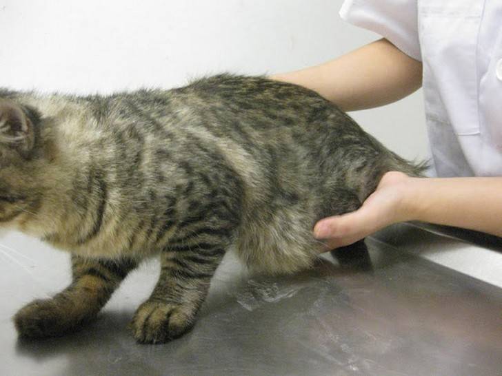 Большой живот у котенка: причины, лечение, профилактика появления