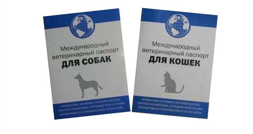 Как заполнить ветеринарный паспорт кошки или собаки правильно