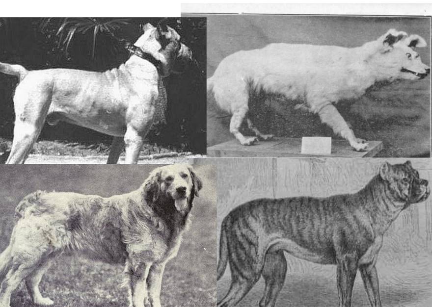 Самые редкие и исчезающие породы собак