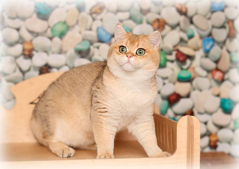 Британская золотая кошка (17 фото): особенности золотистого окраса и описание породы, тонкости ухода за взрослыми котами и котятами