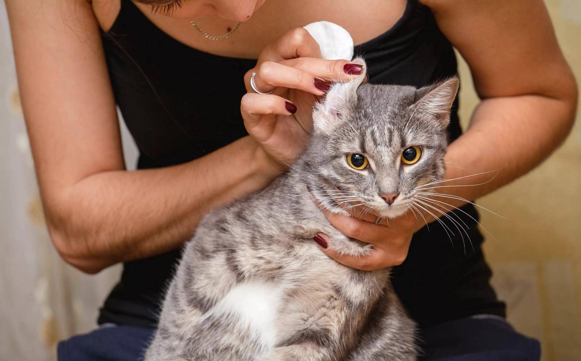 Уход за глухой кошкой | блог ветклиники "беланта"