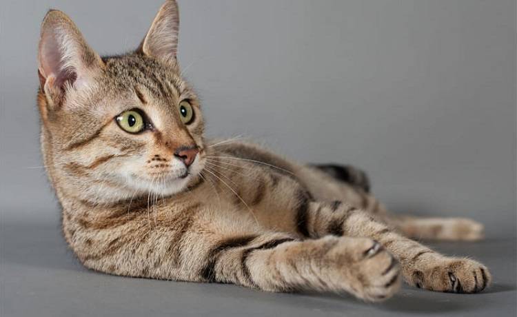 Египетский мау (egyptian mau) кошка: подробное описание, фото, купить, видео, цена, содержание дома