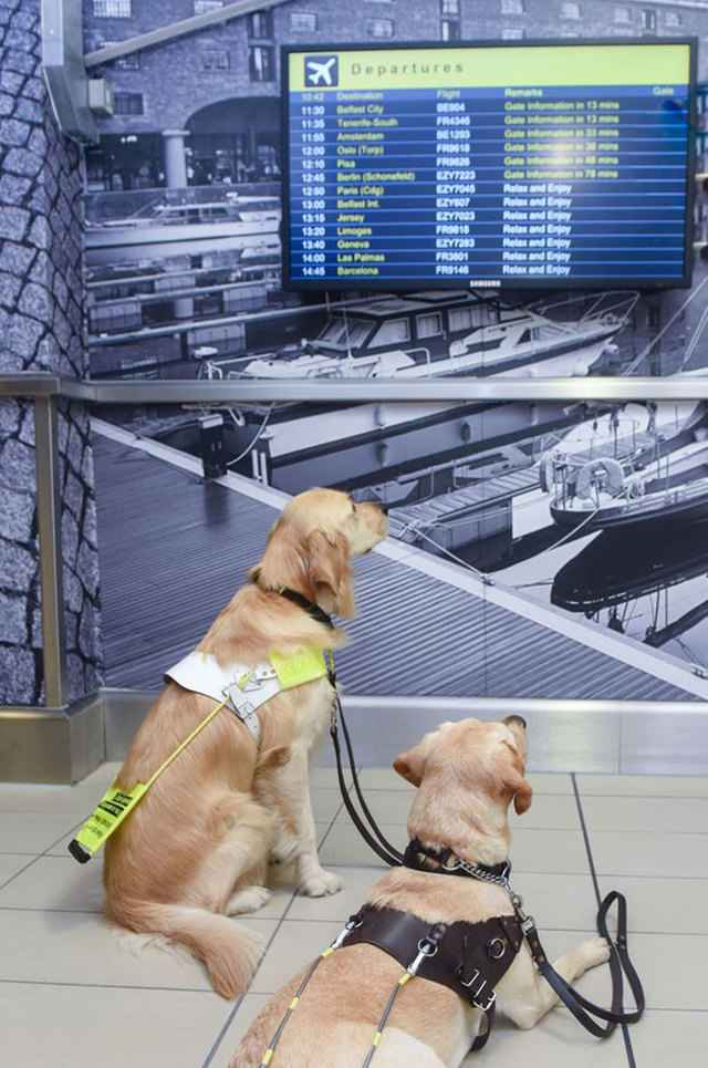 Готовимся к поездке с домашним питомцем – правила перевозки животных в самолете, поезде и другом транспорте