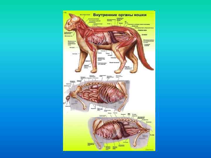 Строение кошки: внутренние органы, анатомия