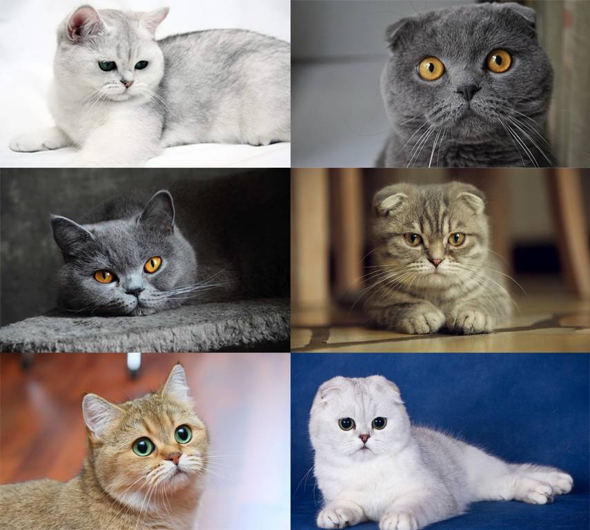 Характер британских котов