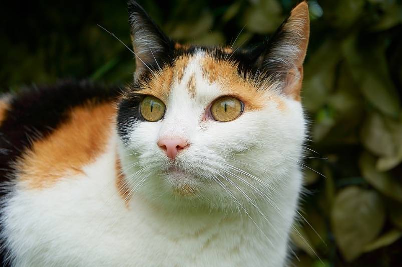 Суеверия и народные приметы, связанные с кошками