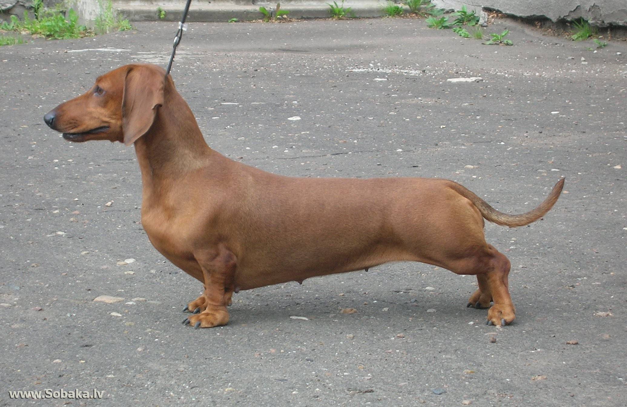 Собака такса: краткое описание породы, отзывы владельцев