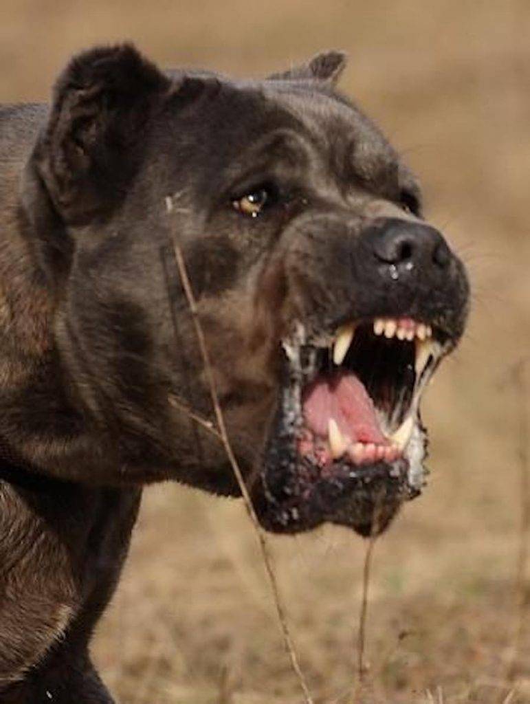 Самая сильная челюсть у собаки в атмосферах. самые сильные челюсти у собак. топ пород