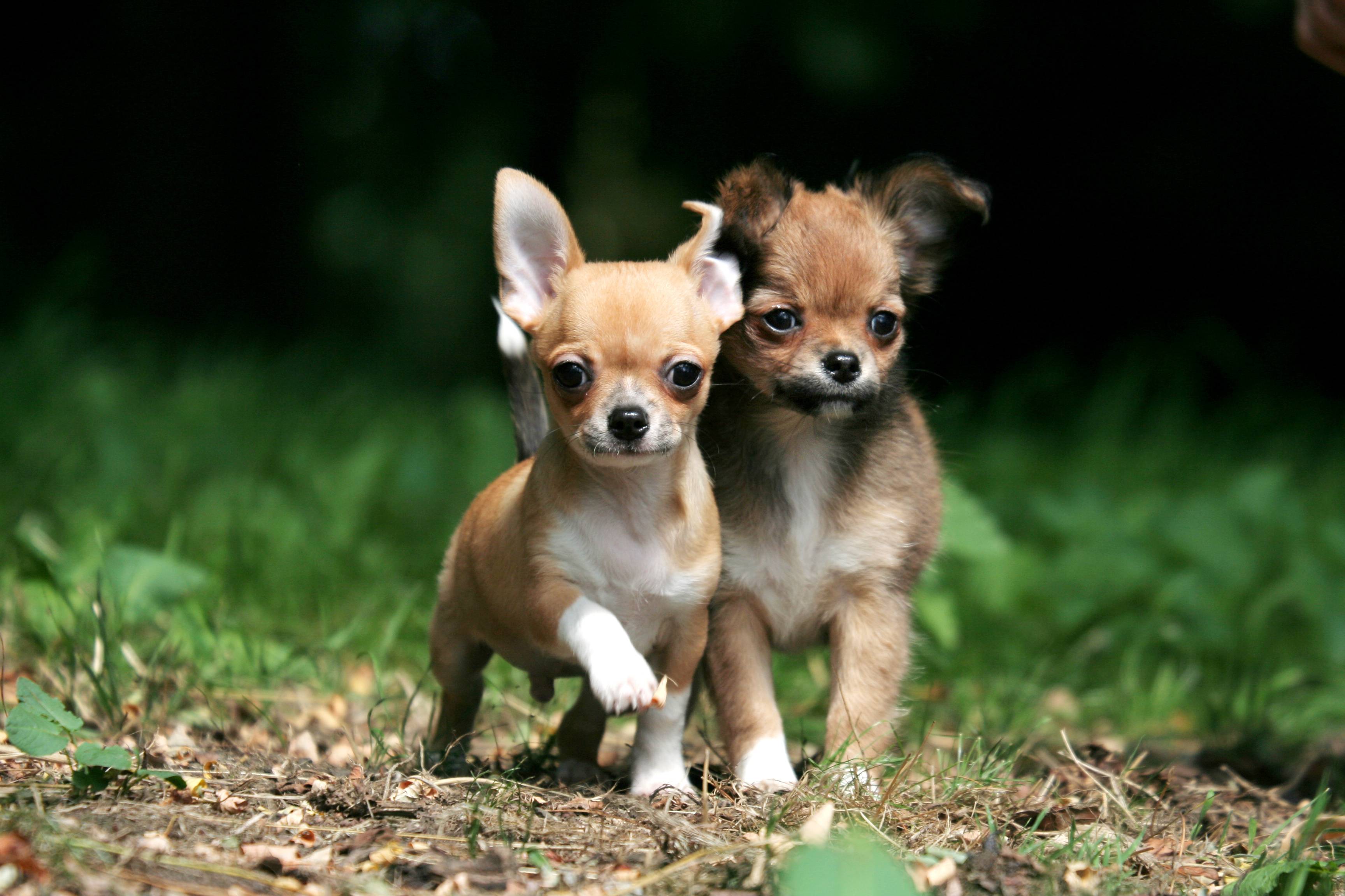 Маленькие пушистые собачки (32 фото): волосатые и лохматые маленькие породы собак с названиями