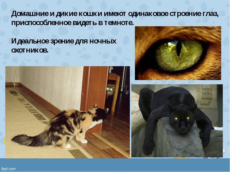 Примеры как видят коты: наш мир, человека, в каких цветах и различают ли они их