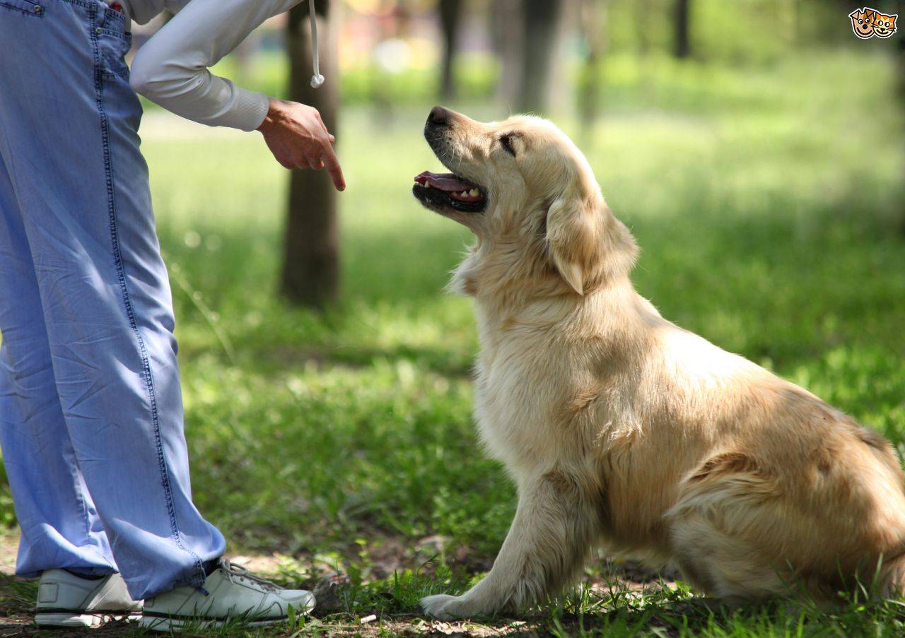 Дрессировка собаки: методы, команды, видео и советы кинологов