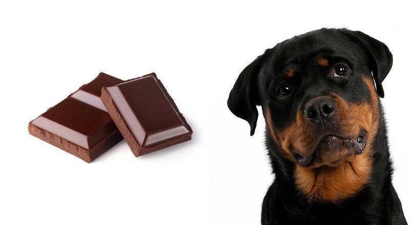 Отравление шоколадом у собак - симптомы, первая помощь и лечение - petstime.ru
